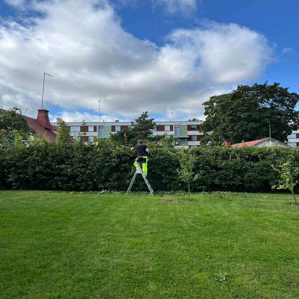 Aidan leikkaus ja viimeistely piha-alueella