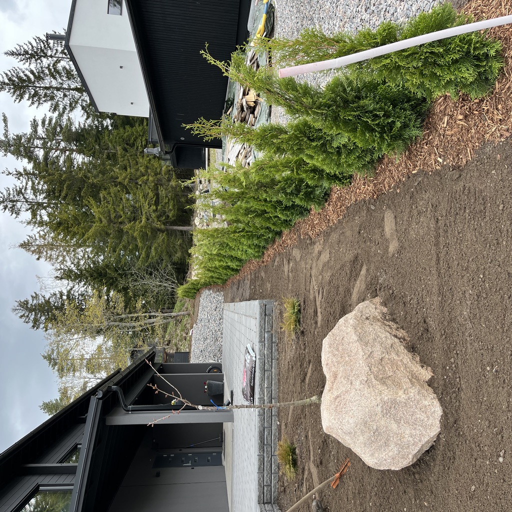 Tuija aidan istutus uudellamaalla