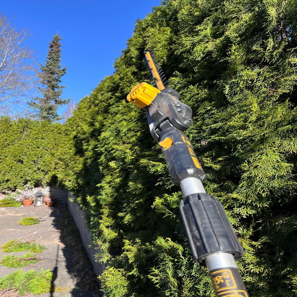 Tuija-aidan leikkaus pihalla Uudellamaalla